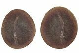 Fossil Shrimp (Peachocaris) Nodule Pos/Neg - Illinois #262951-1